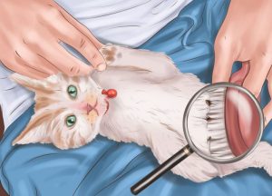 kedilerde pire tarağı ile pire temizliği nasıl yapılır