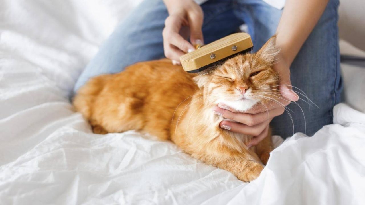 evde kedi şampuanı yapımı