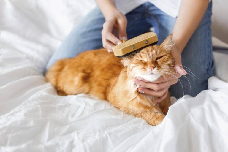 Kedilerde Tüy Bakımı Nasıl Yapılır? En İyi Kedi Tarakları Kedi Blog