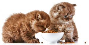 kedilere-alerji-yapan-besinler