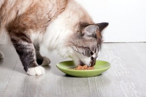 kedilere alerji yapan besinler