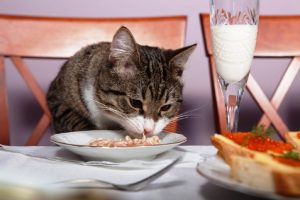 kedilere ev yemeği verilir mi