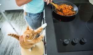 kedilere ev yemeği yedirmek