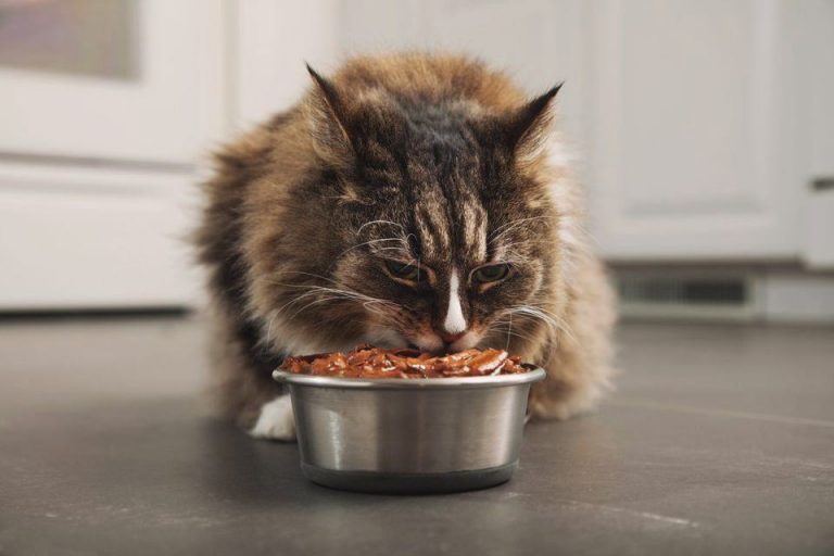 Kedilerde Beslenme Nasıl Olmalı? Kedi Blog