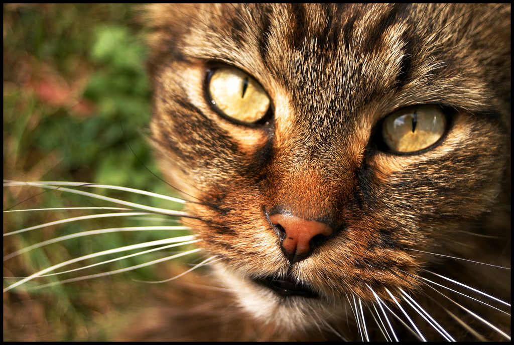 En Güzel Yavru Kedi Resimleri Komik Kedi Resimleri Kedi Blog