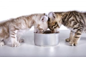 kedilerin beslenmesi 