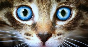 kedilerin göz bakımı nasıl olmalıdır