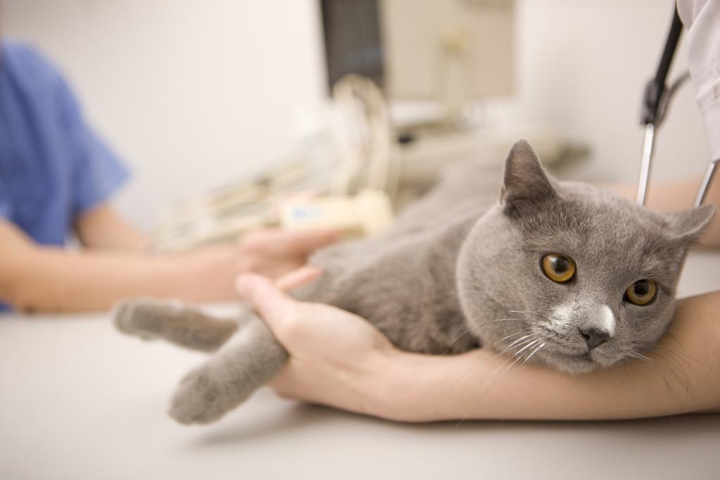 Dişi Kedi Kısırlaştırma Operasyonu (Ovariohysterectomy) Kedi Blog