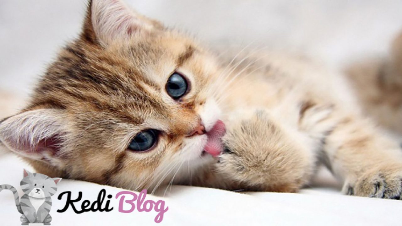 Kedilerin Temizlenmesi Ve Bakimi Nasil Yapilir Kedi Blog