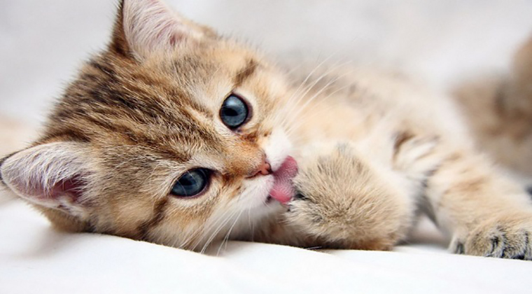 Kedilerin Temizlenmesi Ve Bakimi Nasil Yapilir Kedi Blog