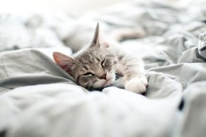 kedilerin yatak temizliği nasıl olmalıdır