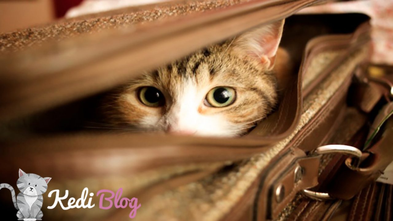 Kedilerle Seyahat Ve Yolculuk Kedi Blog