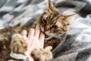 kediler elimizi neden ısırır