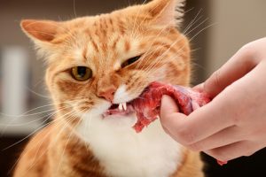 kedilere ev yemeği et vermek