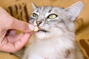 kediye ilaç nasıl içirilir