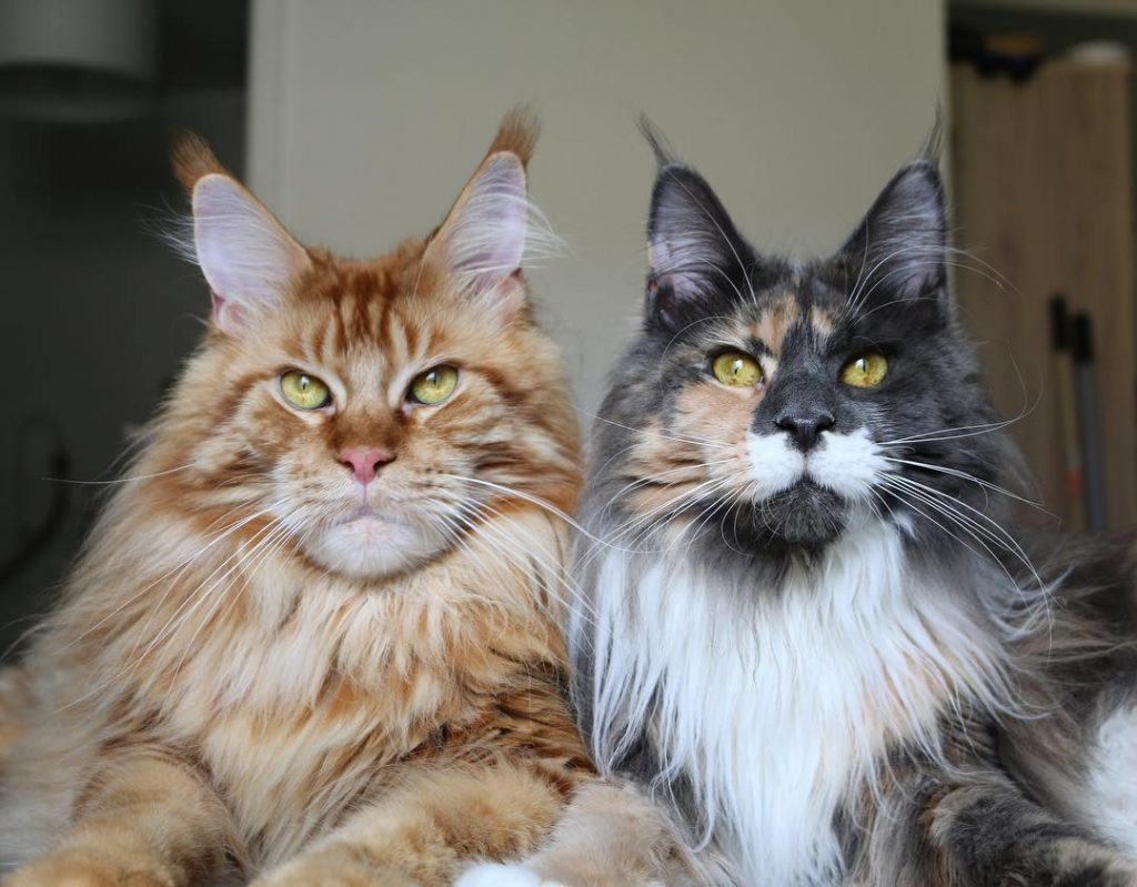 maine coon kedisi ozellikleri ve bakimi kedi blog