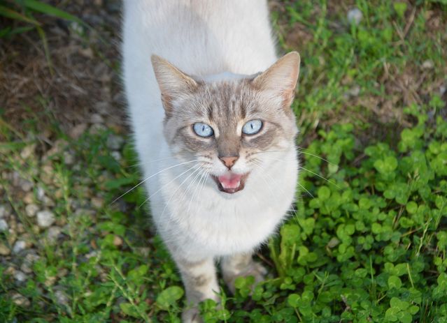 Kediler Neden Miyavlar? Kedi Blog