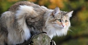 norveç kedisi hakkında 20 bilgi