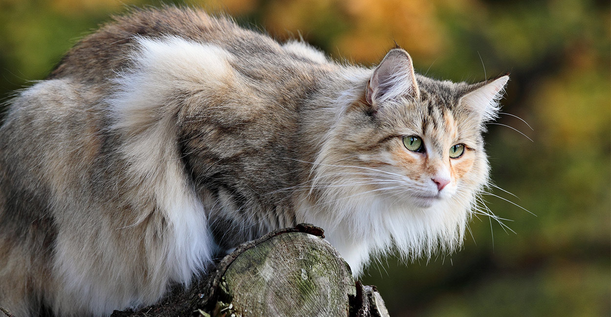 Norveç Orman Kedisi Hakkında Harika 12 Bilgi Kedi Blog