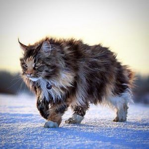 norveç orman kedisi hakkında bilgiler