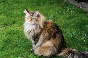 norveç orman kedisi bakımı