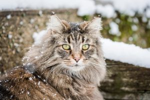 norveç orman kedisi özellikleri ve bakımı