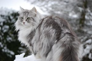 norwegian forest cat hakkında bilgiler