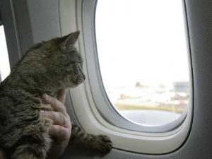 kedilerle uçak yolculuğu
