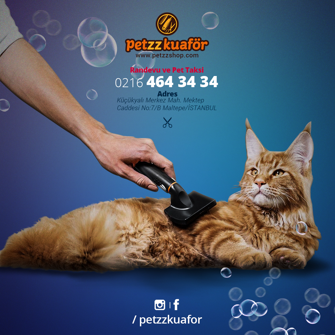 İstanbulda Kedinizi Traş Ettirebileceğiniz Pet Kuaförler Kedi Blog