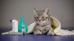 kedi pire ilacı hakkında bilgiler
