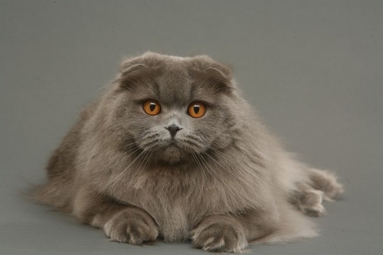 Scottish Fold Kedisi Özellikleri ve Bakımı Kedi Blog