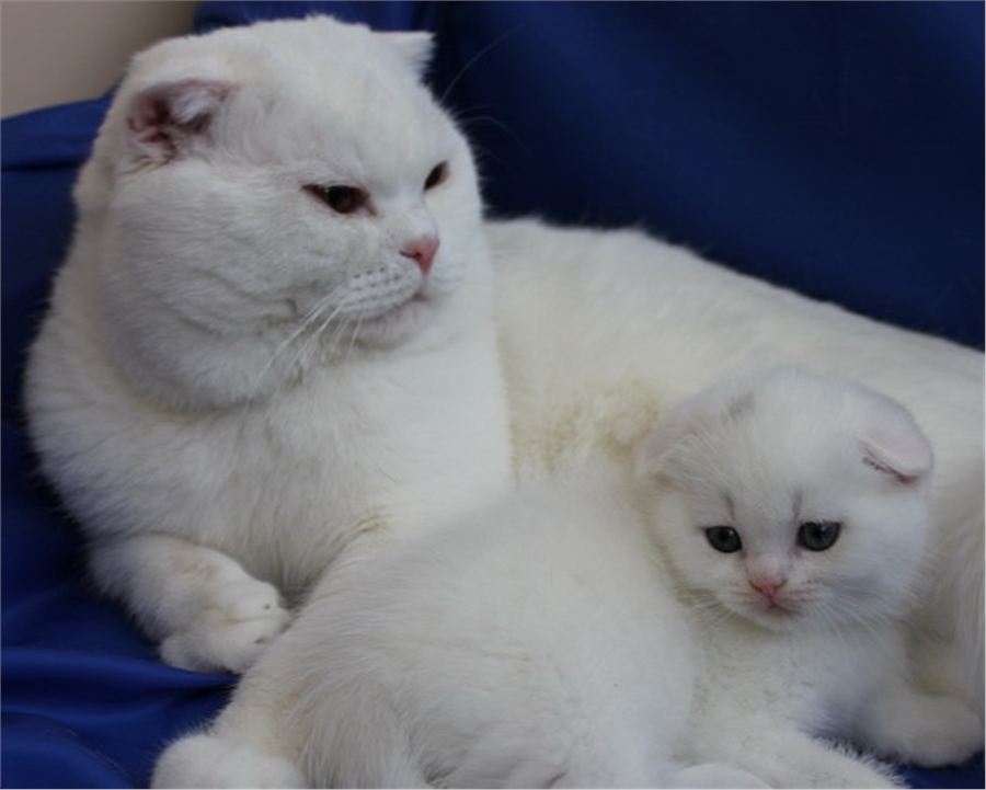 Scottish Fold Kedisi Özellikleri ve Bakımı Kedi Blog