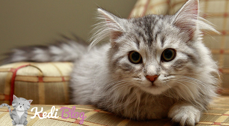 sibirya kedisi özellikleri ve bakımı