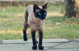 siyam kedisi karakteri