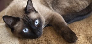 siyam kedisi özellikleri ve bakımı