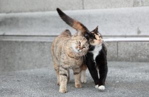 sokak kedilerinde kızgınlık