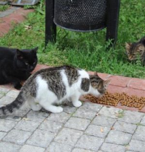 sokak kedilerini beslemek