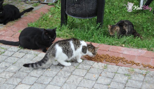 sokak kedilerini beslemek