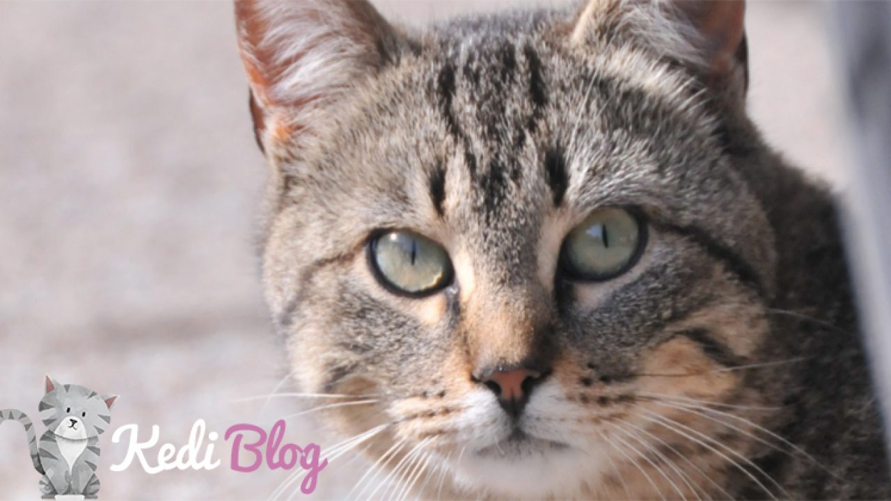 Sokaktan Kedi Aldim Ne Yapmaliyim Kedi Blog