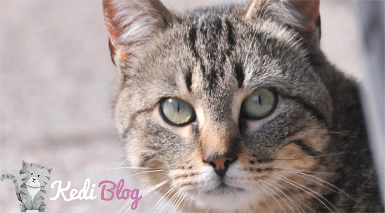 sokaktan kedi aldim ne yapmaliyim kedi blog
