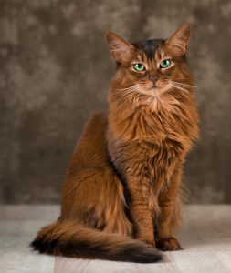 somali kedisi karakteristik özellikleri