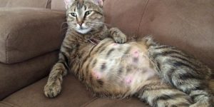 dişi kedilerde kısırlaştırılma ameliyatı