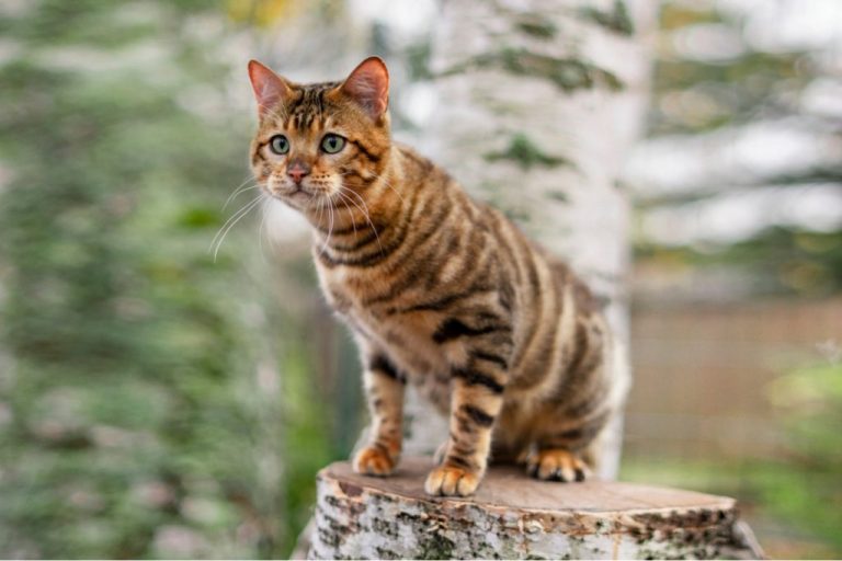 Toyger (Felis Catus) Kedisi Bakımı ve Hakkında Bilinmesi Gerekenler