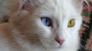 van kedisi göz yapısı
