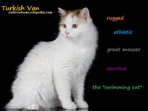 van kedisi özellikleri
