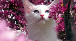 van kedisi özellikleri ve bakımı