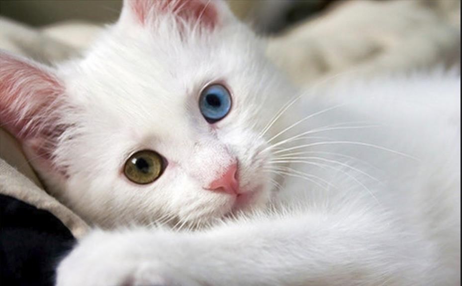 van kedisi ozellikleri ve bakimi kedi blog