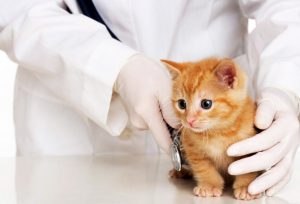kediler için veteriner hekim seçimi