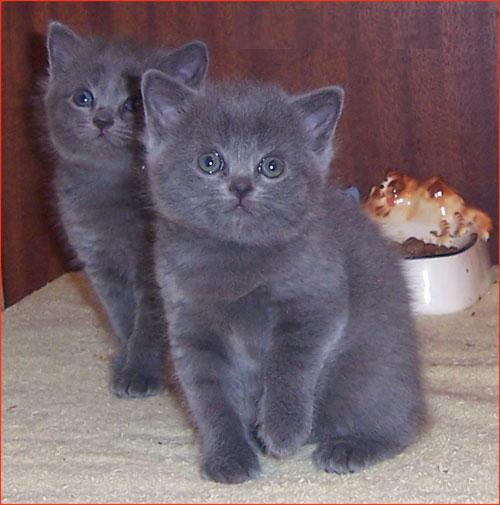 British Shorthair Özellikleri ve Bakımı Kedi Blog