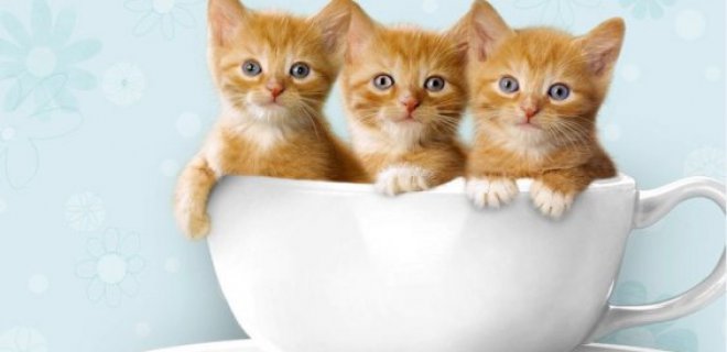 Yavru Kedilerin Beslenmesi Yavru Kedilere Kac Ay Sonra Kuru Mama Verilir Kedi Blog